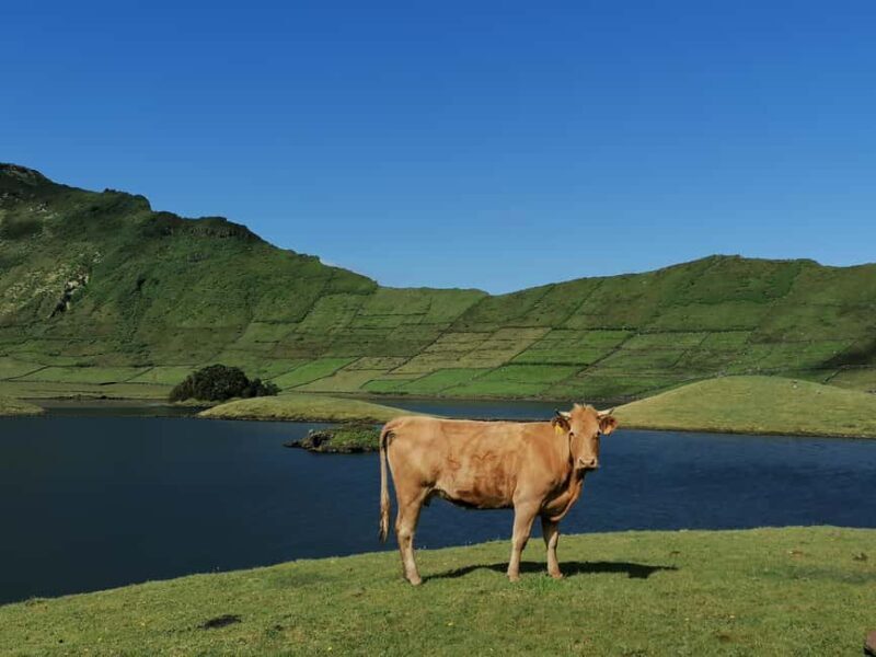 Sao Jorge Cheese Tour - Half day - Key Points