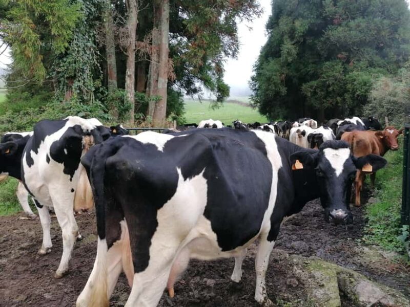 Sao Jorge Cheese Tour - Half day - Who Will Love This Tour?