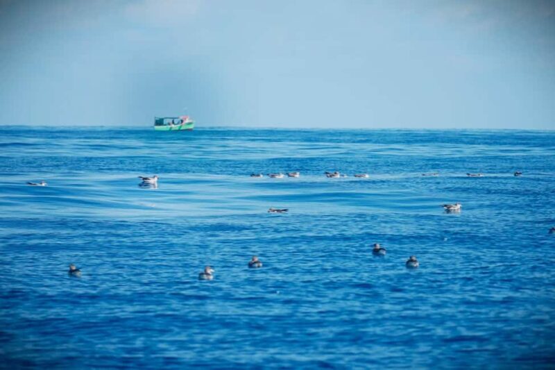 São Miguel: Boat Tour  Volcanic Wonders, Caves & History - Is It Worth the Price?