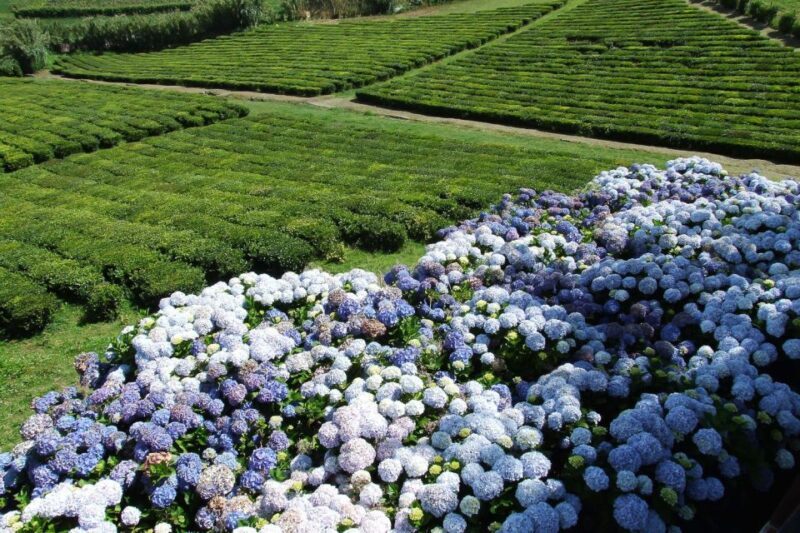 São Miguel: Full-Day 4WD Jeep Tour to Furnas with Lunch - Frequently Asked Questions