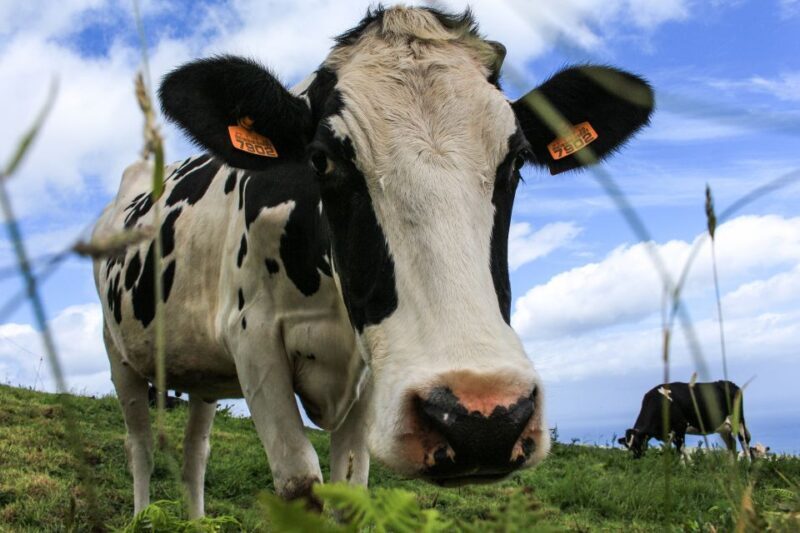 São Miguel Island: Full Day All-in-One Tour - Considering the Price