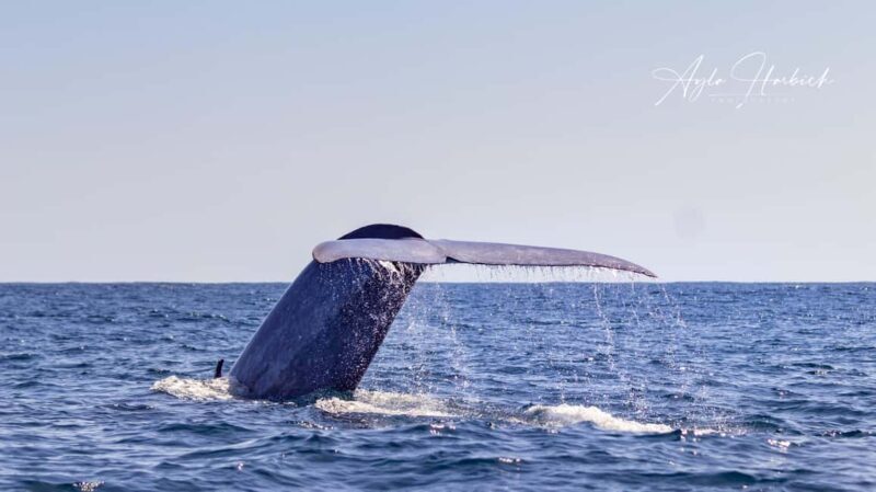 São Miguel: Whale-Watching Cruise with Marine Biologist - FAQ