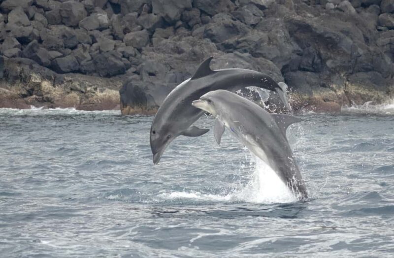 São Miguel: Whale Watching & Wild Dolphins Swimming Full-day - Key Points