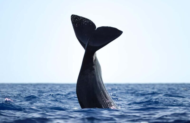 São Miguel: Whale Watching & Wild Dolphins Swimming Full-day - Who Should Consider This Tour?