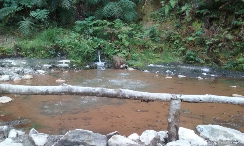 São Miguel: Whales & Volcano Full-Day Tour with Lunch - What to Expect from the São Miguel Whales & Volcano Tour