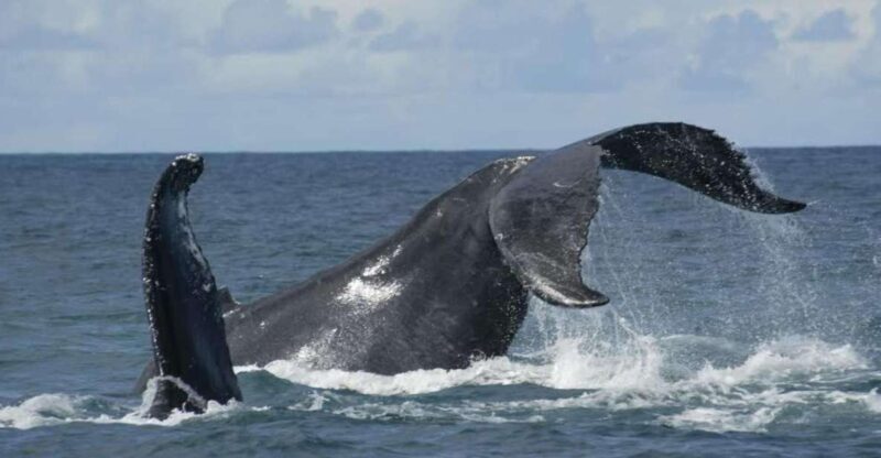 São Miguel: Whales & Volcano Full-Day Tour with Lunch - Overall Experience & Who It’s Best For
