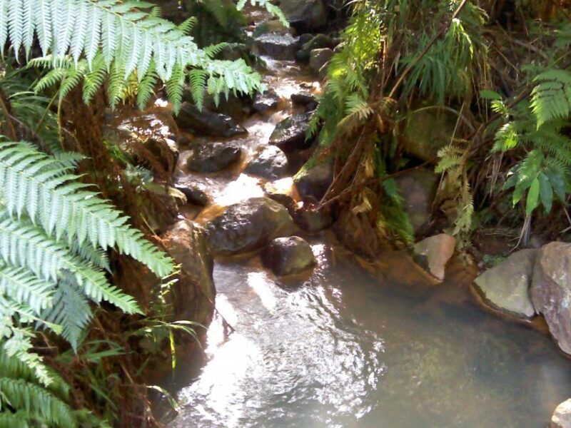 São Miguel: Whales & Volcano Full-Day Tour with Lunch - FAQs