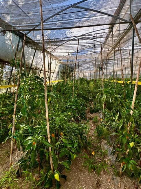 Sarande: Blue Eye with Traditional Food and Wine Tasting - Who Would Love This Tour?