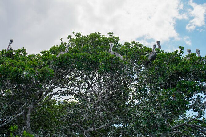 Sarasota Clear Kayak Tour - The Sum Up