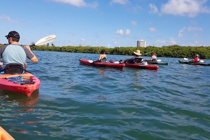 Sarasota Guided Mangrove Tunnel Kayak Tour - Introduction to the Sarasota Kayak Tour