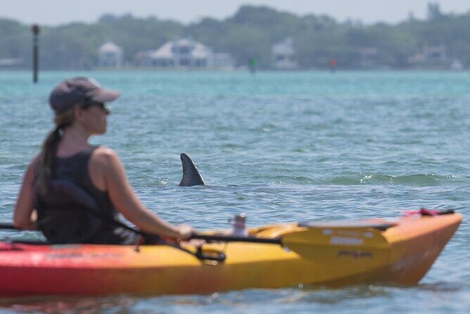 Sarasota Mangrove Tunnel Guided Kayak Adventure - The Sum Up