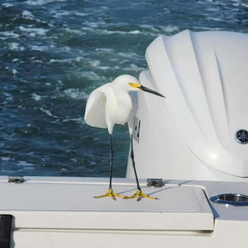 Sarasota Sunset Charter - Who Should Book This Experience?