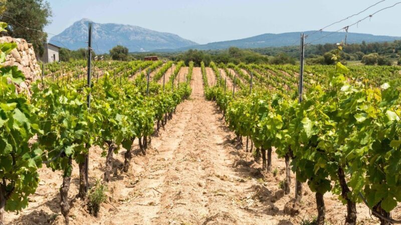 Sardinia: Dorgali Winery Tour with Tasting and Local Guide - Who Should Consider This Tour?