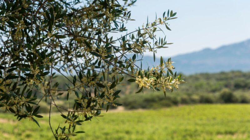 Sardinia: Dorgali Winery Tour with Tasting and Local Guide - FAQs