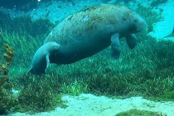 Sassy Silver Springs Kayak and Paddle Rental - Key Points