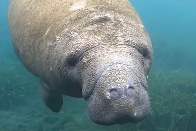 Sassy Silver Springs Kayak and Paddle Rental - Deep Dive into the Itinerary and Experience