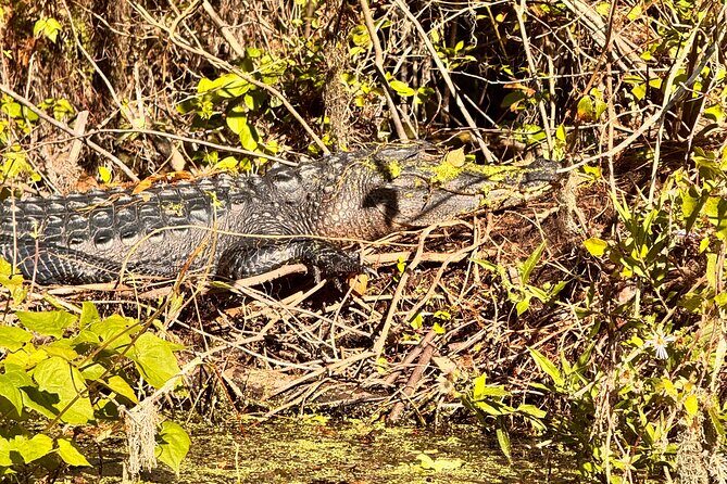 Sassy Silver Springs Kayak and Paddle Rental - The Real Benefits of Choosing Sassy Silver Springs