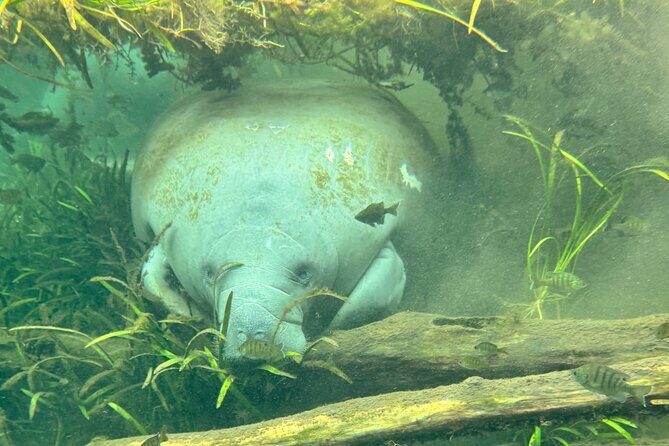 Sassy Silver Springs Kayak and Paddle Rental - Who Should Consider This Tour?