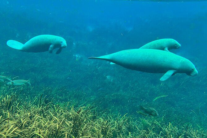 Sassys Silver Springs Kayak and Paddleboard Tours - Who Should Consider This Tour?