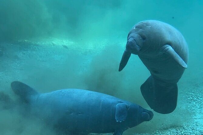 Sassys Silver Springs Kayak and Paddleboard Tours - The Sum Up