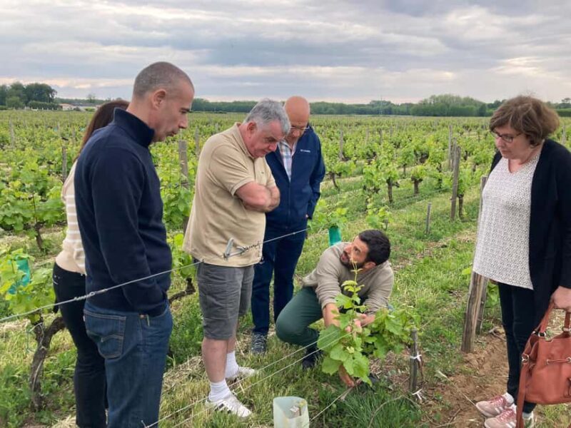 Sauternes: discover the vineyards by E-bike in total privacy - FAQ