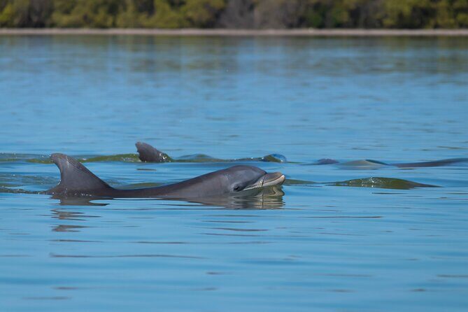 Savannah Coastal Dolphin Eco Tour - A Deep Dive into the Savannah Coastal Dolphin Eco Tour
