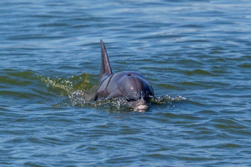 Savannah: Dolphin Spotting and Wildlife Eco Cruise - FAQ