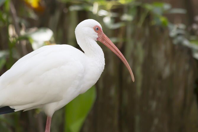 Savannah to Tybee Island with Dolphin Cruise - What to Expect on This Savannah to Tybee Island Tour