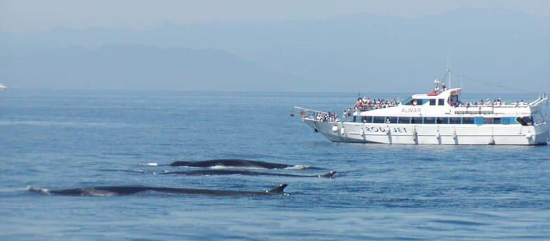 Savona: Pelagos Sanctuary Guided Cetacean Watching Tour - What to Expect from Your Cetacean Watching Adventure