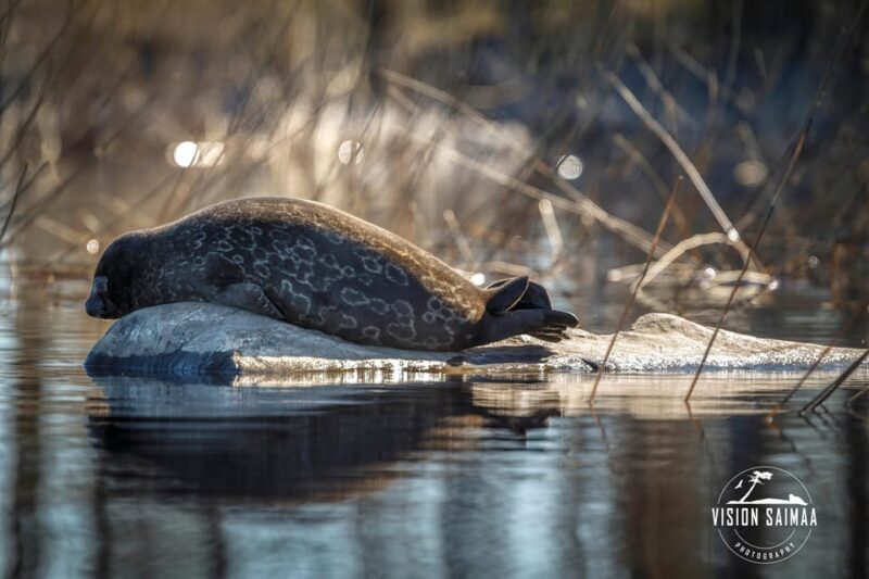 Savonlinna: Evening Photography Tour on lake Saimaa - Discovering Lake Saimaa and the Saimaa Ringed Seals