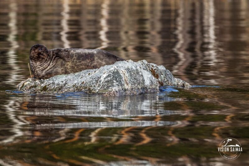 Savonlinna: Evening Photography Tour on lake Saimaa - Is It Worth the Price?