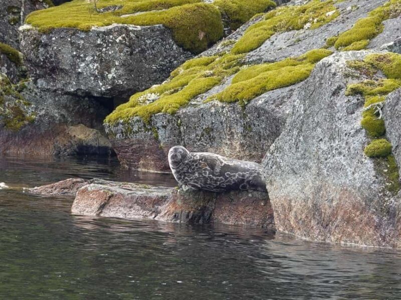 Savonlinna: Saimaa Ringed Seal Cruise on Pihlajavesi - An in-depth look at the Saimaa Ringed Seal Cruise