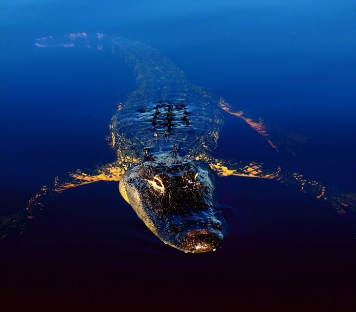 Sawgrass Park: Private 1-Hour Airboat Adventure Tour - Cost and Value