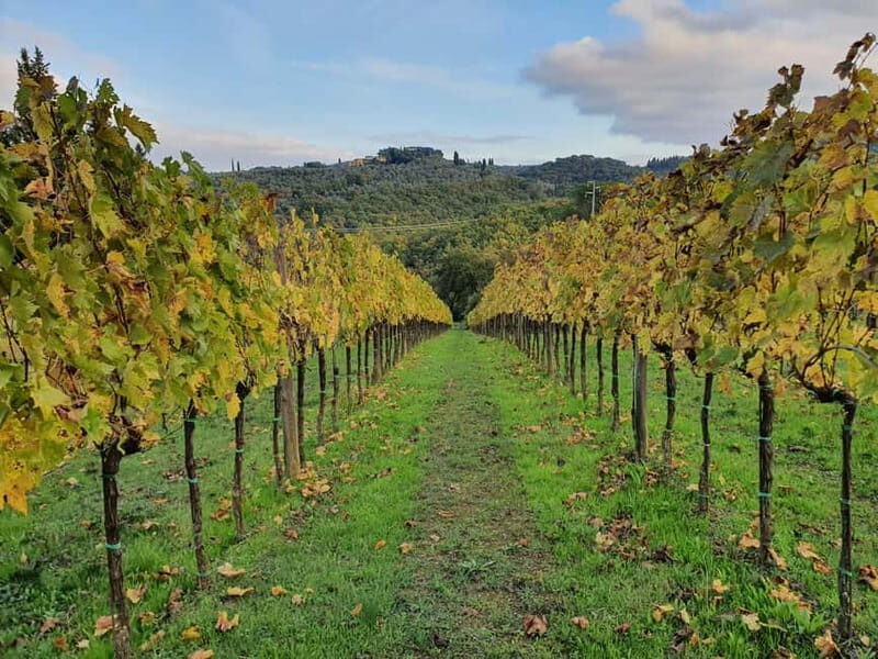 Scandicci: Bellavista Wine Tasting Experience - Key Points