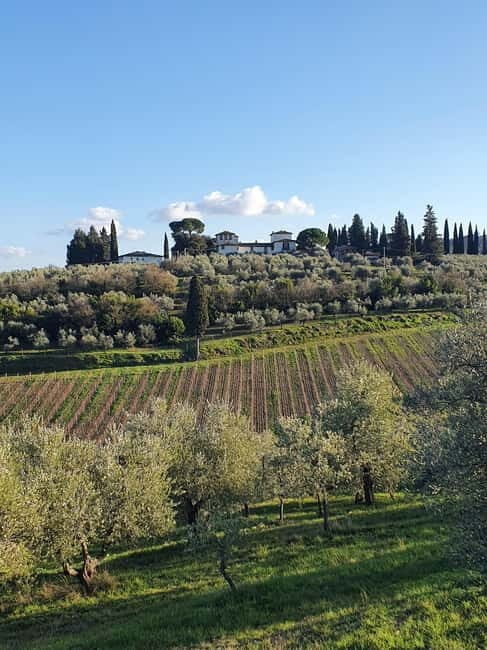 Scandicci: Bellavista Wine Tasting Experience - Discovering Tuscany’s Vineyard and Olive Groves