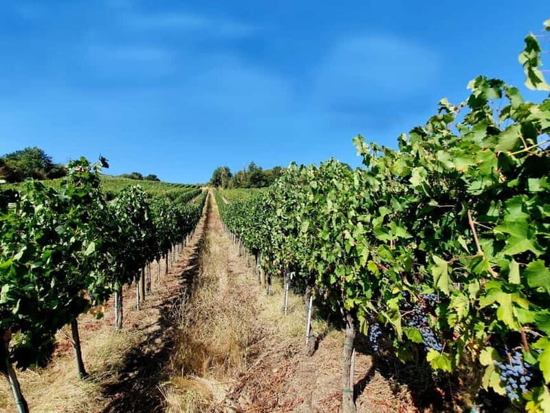 Scandicci: Bellavista Wine Tasting Experience - A Unique Visit to the Vinsantaia