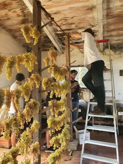 Scandicci: Bellavista Wine Tasting Experience - What Could Be Better?