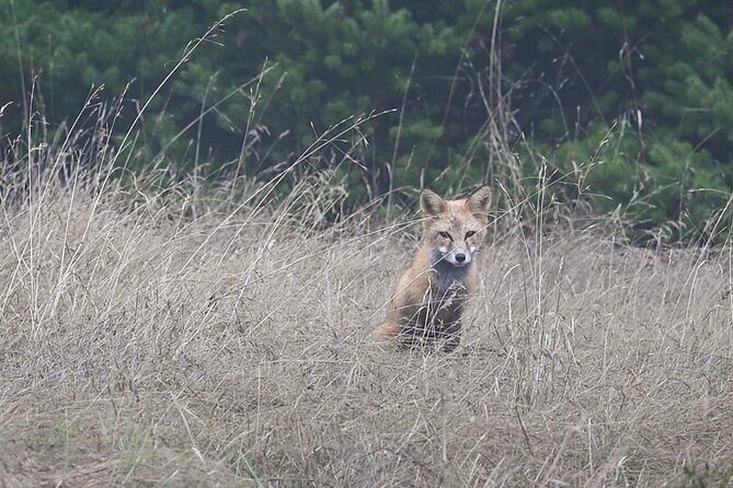 Scenic Coast and Wildlife Tour - How Does It Compare to Other San Juan Tours?