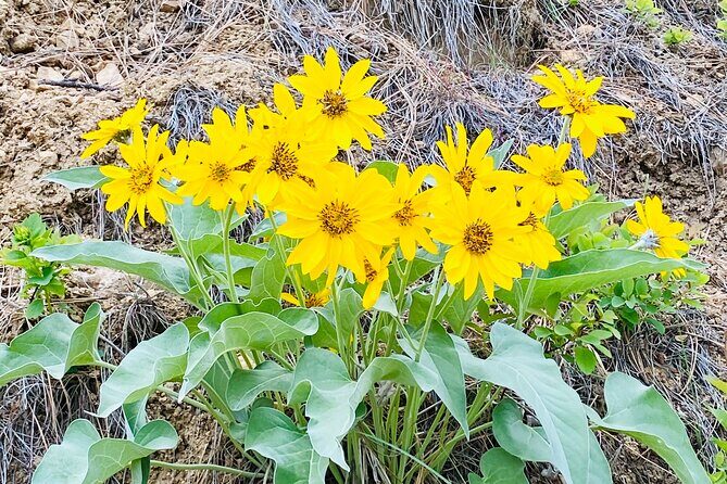 Scenic Float on the Salmon River - Half Day - What to Expect from the Salmon River Scenic Float