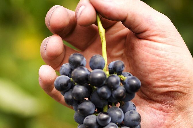 Scenic Hunter Valley Tour with Wine and Cheese Tastings - FAQ