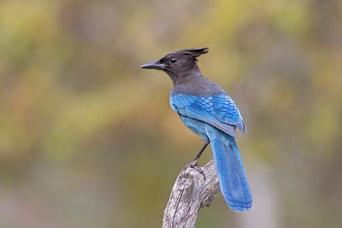 Scenic Pikes Peak Highway Self-Guided Driving Audio Tour - FAQs