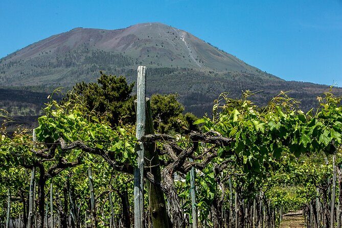 Scenic Wine Tasting & Lunch on the Slopes of Vesuvius from Naples - Is It Worth the Price?