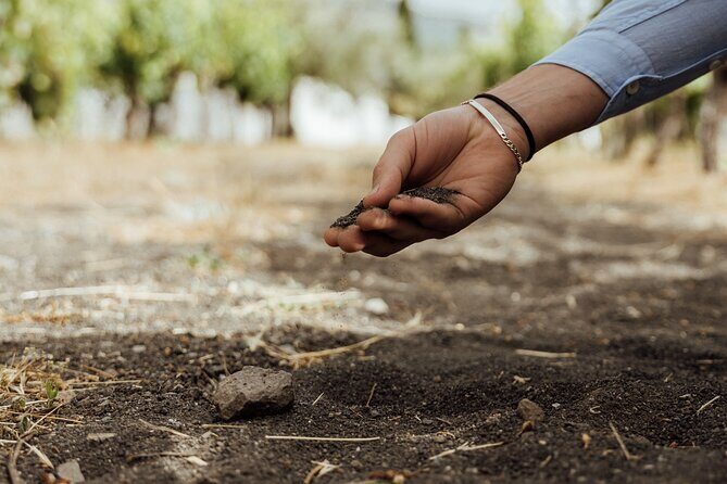 Scenic Wine Tasting & Lunch on the Slopes of Vesuvius from Naples - FAQs