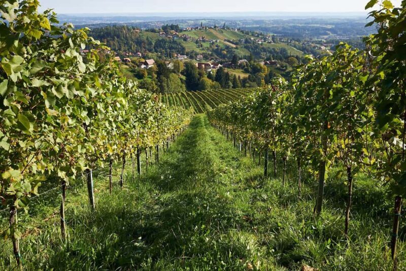 Schilcherland E-Bike Tour with Exclusive Wine Tasting - Who Will Love This Tour?