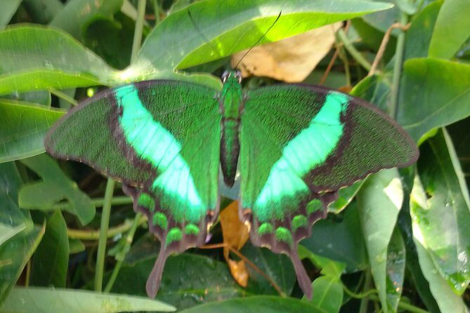 Schmetterlinghaus - Imperial Butterfly House Vienna Admission Ticket - Exploring Vienna’s Butterfly House: What You Need to Know