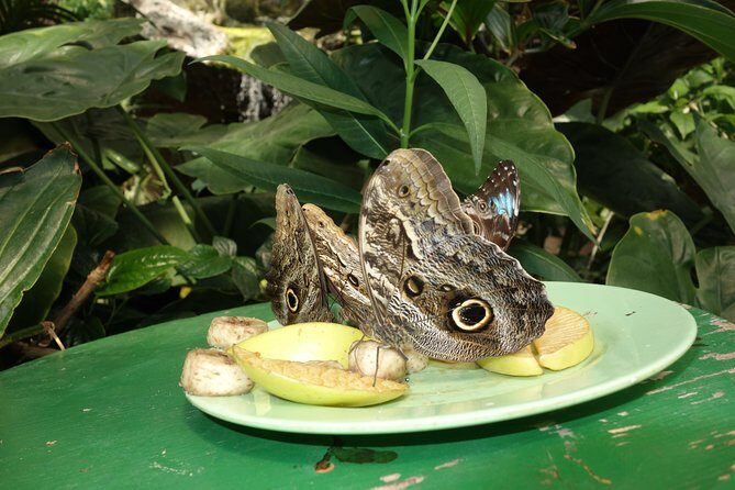Schmetterlinghaus - Imperial Butterfly House Vienna Admission Ticket - Additional Tips