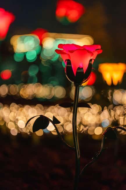 Schönbrunn: Imperial Lights - Lightgarden - Atmosphere and Review Highlights