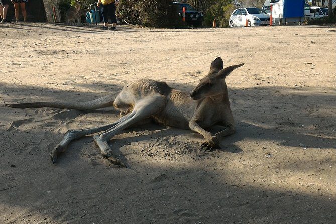 Scooter Wildlife & Sunset Tour - The Sum Up