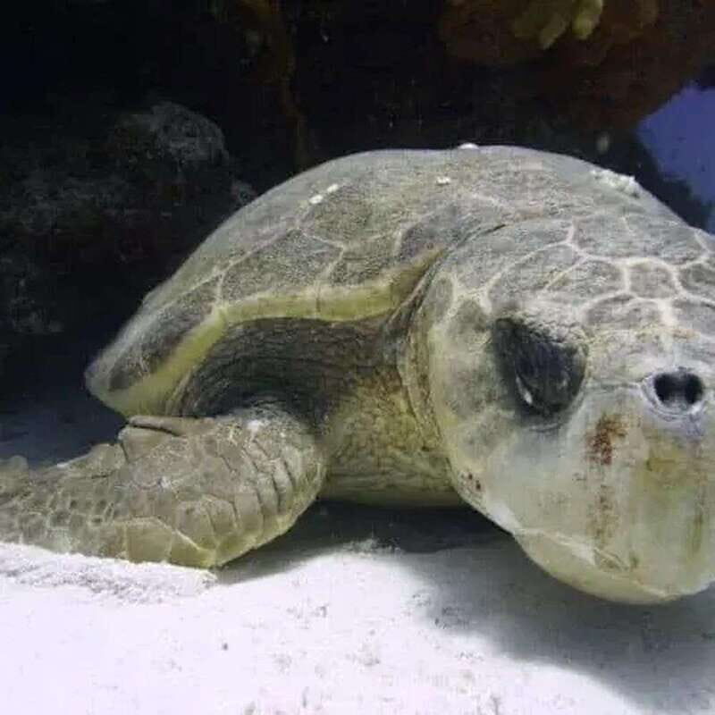 Scuba Cozumel: Experience from Boat, for Certified Divers - Key Points