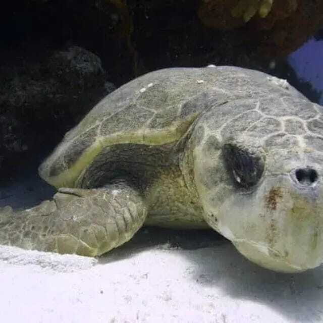 Scuba Cozumel: Experience from Boat, for Certified Divers - FAQ